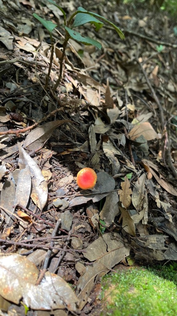 雪見大板根_2877624