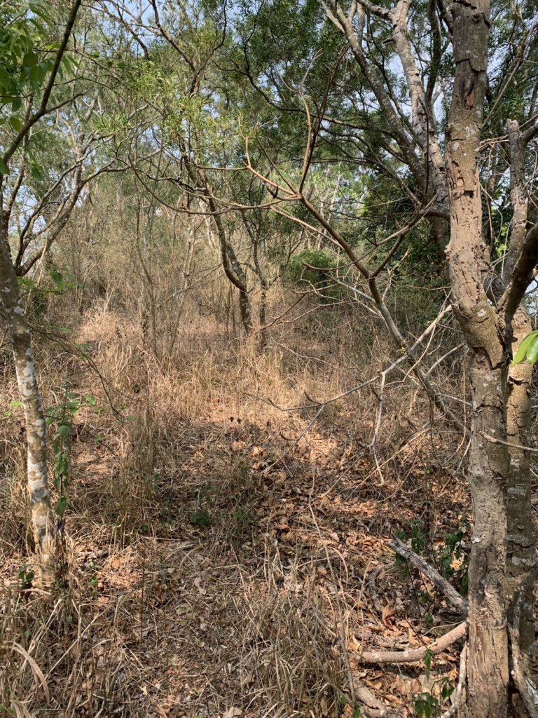 20250404屏東北獅子頭山-霧里乙山_2757405