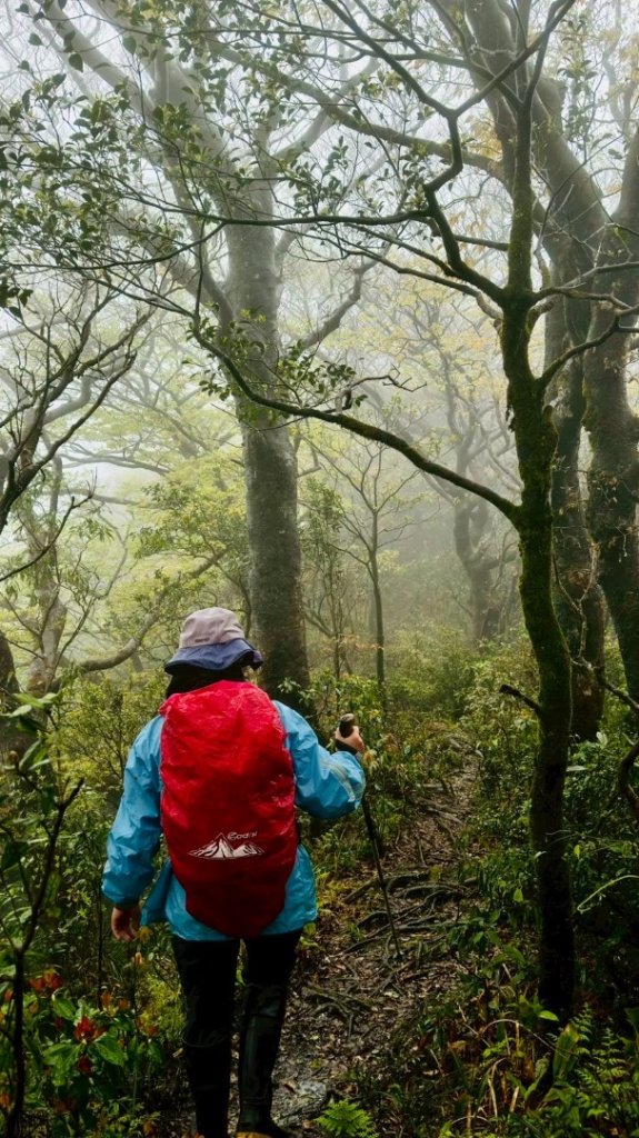 卡保石壁一葉蘭（耘夢谷上逐鹿山下O走）_2809516