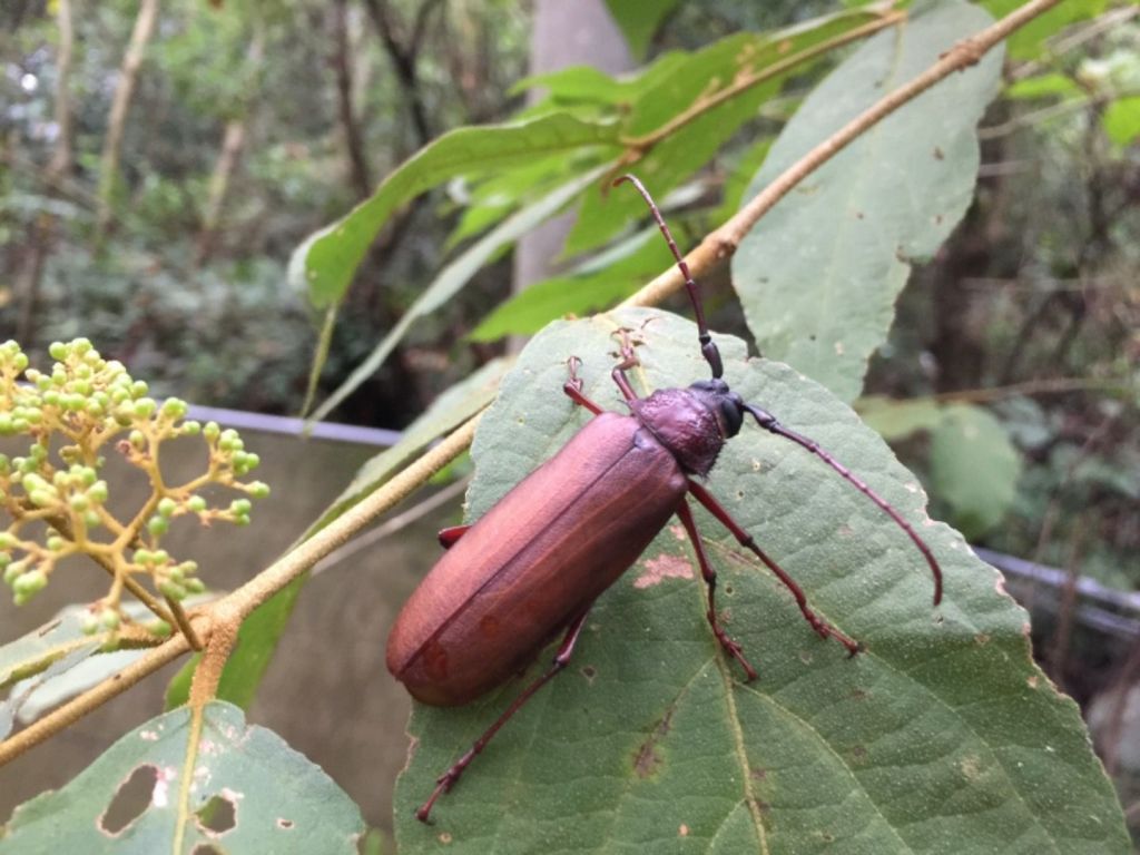 大坑5-1接4號步道頭嵙山、二嵙山_349813
