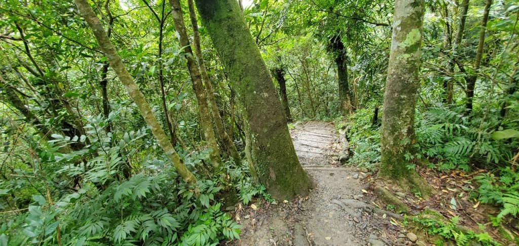 2021-09/19-宜蘭礁溪- 抹茶山三角崙山_1466407