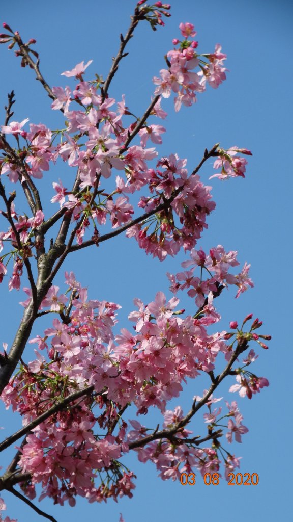 追花是簡單的快樂，賞花是恬淡的幸福。_871251