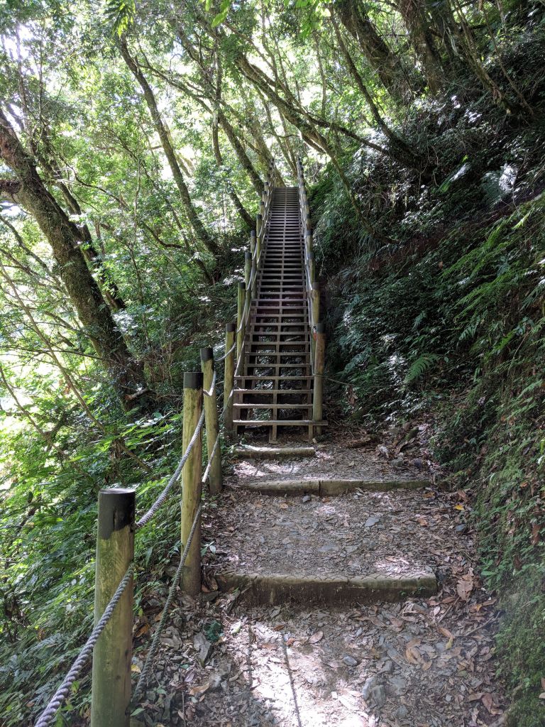 下大雨的鎮西堡神木群步道B區_385353