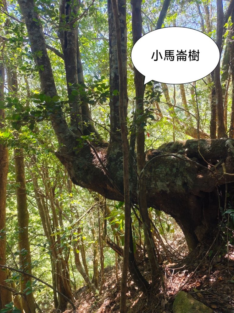 阿冷山 谷關第八雄_2877410