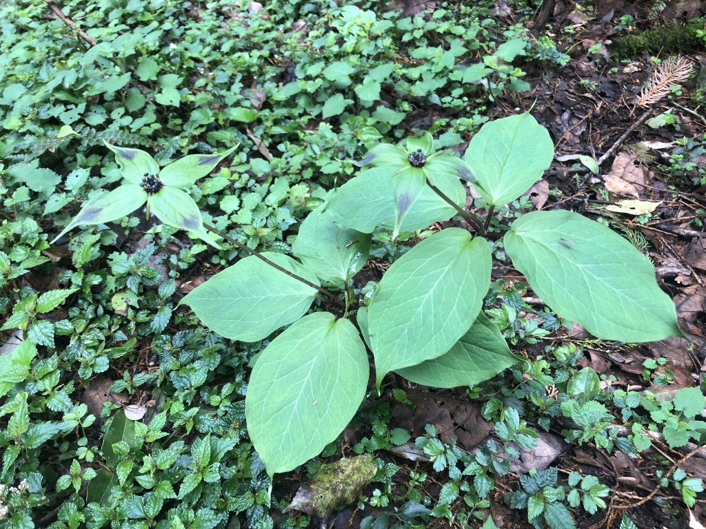 散落的珍珠-加羅湖_565309