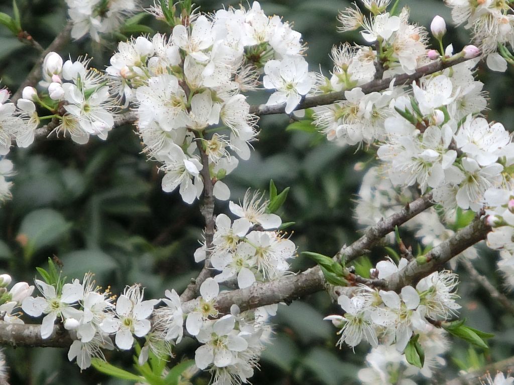 藤坪步道．六寮古道封面圖