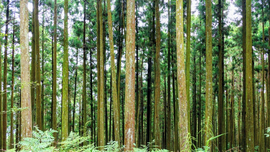 魔幻森林_2882099