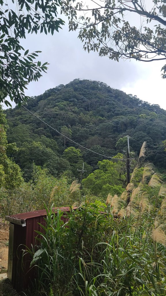 2024-0224大香山-鵝角格山-貓空纜車-茶山古道到政治大學_2437522
