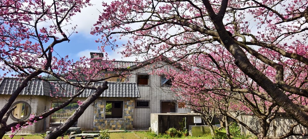 追花是簡單的快樂，賞花是恬淡的幸褔 1/29 & 2/2_2990593