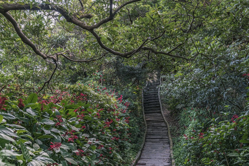 觀音山(北橫古道)_1542376