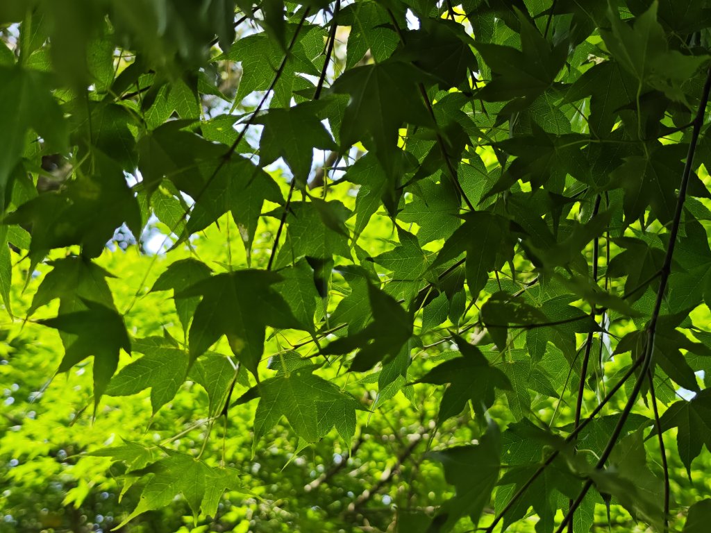 2025_0601 赫威山_2802276