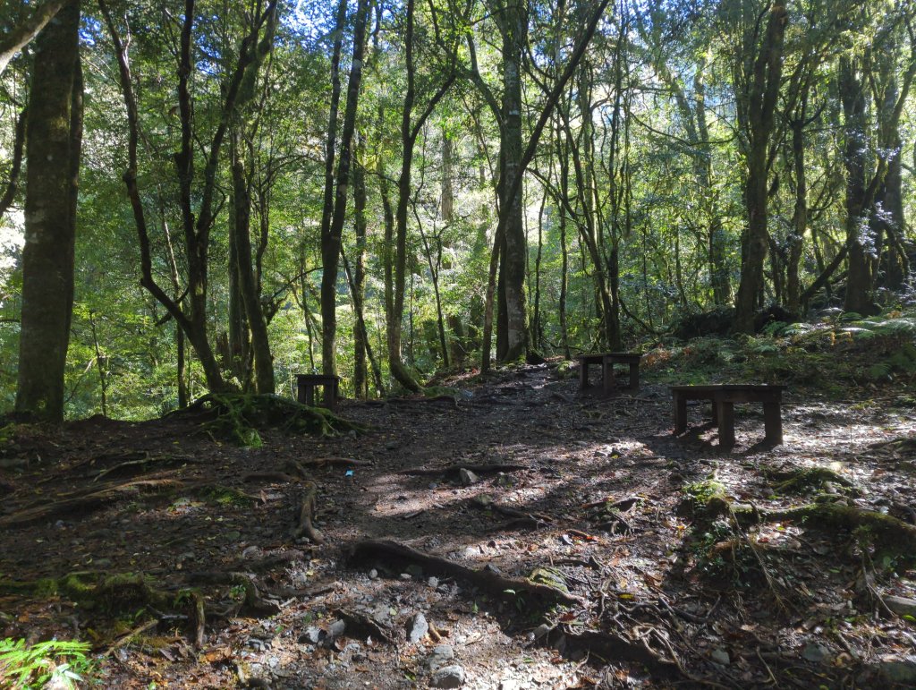 2026.01.03－鎮西堡B區神木群_2981141