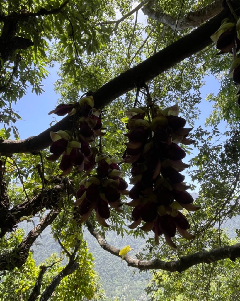 三峽橫溪三⛰️谷關 東卯山東南稜賞血藤_2764480