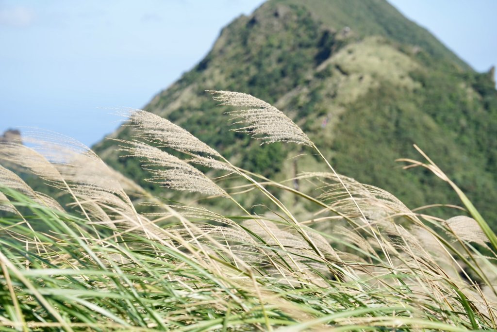 【金瓜石】漫山芒花怒放浪漫，礦山藍海奇景夢幻！_2964309