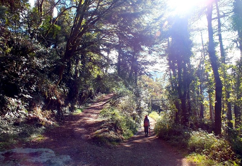 山風15度C吹拂 ~ 合歡溪 步道_1551743