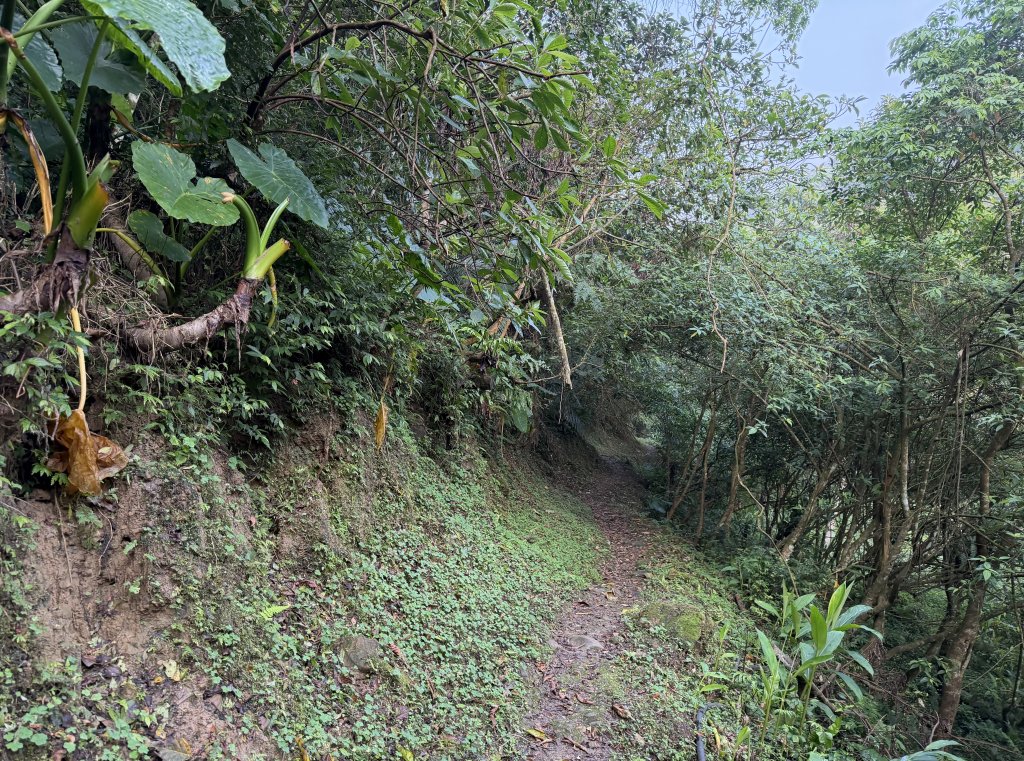 [微笑山線_第八段] 2026_0411 二格山系_西帽子岩_3034938