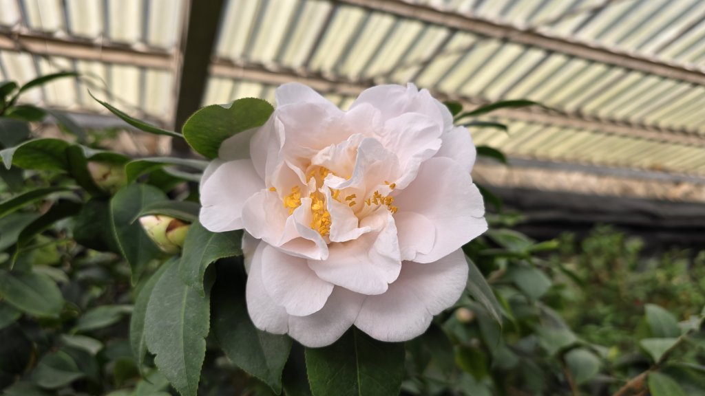 2025台北茶花展，今年加碼12,000株鬱金香及2,000株風信子，1月24日陽明山櫻花季接續登場_2685856