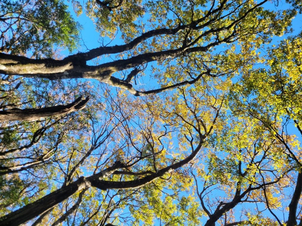 20231118 南插天山 魯培山 山毛櫸秘境_2355446