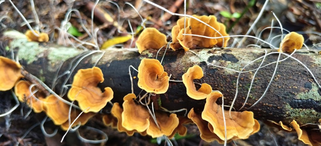 2025/06/07-鳥嘴山步道_2805981