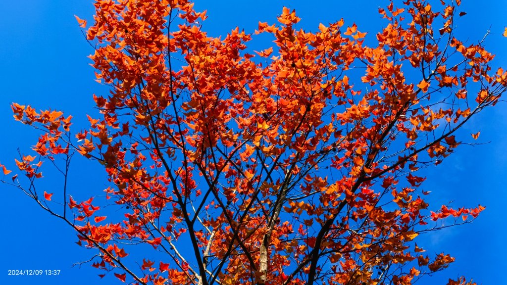 永公路落羽松/菁碧溪潺潺流水&至善路楓香紅了！_2666389
