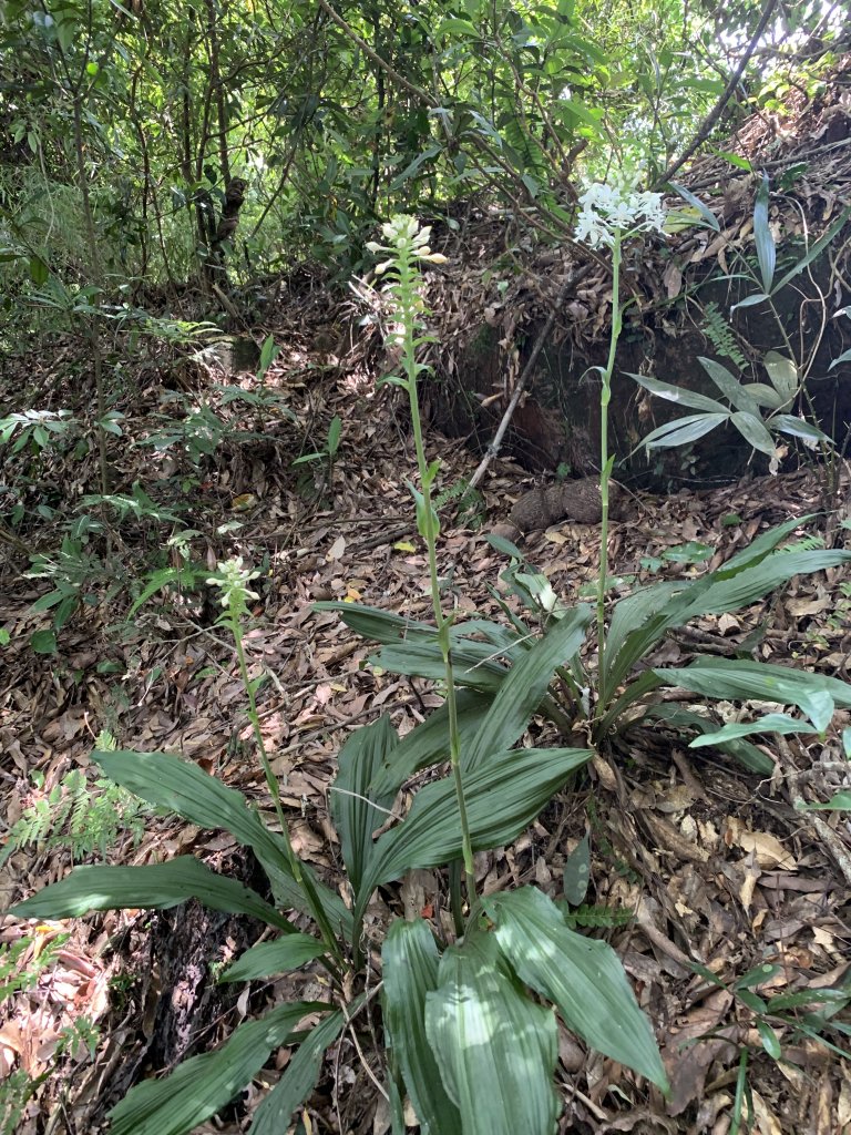 【小百岳】獅頭山，在狂風與無風爆熱間的獅猿縱走（獅頭山、猿山）_1778202