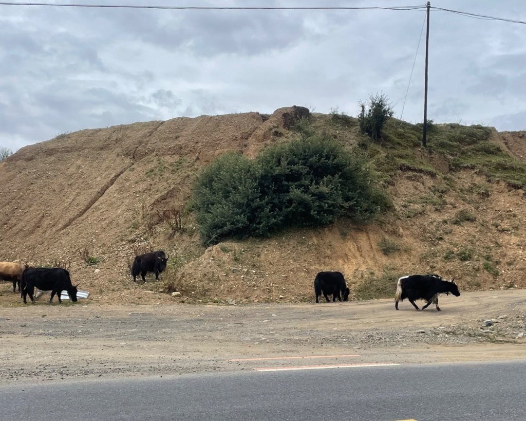 西藏♥️可愛動物🐎人物寫真/拉薩旅拍/美食_2902942