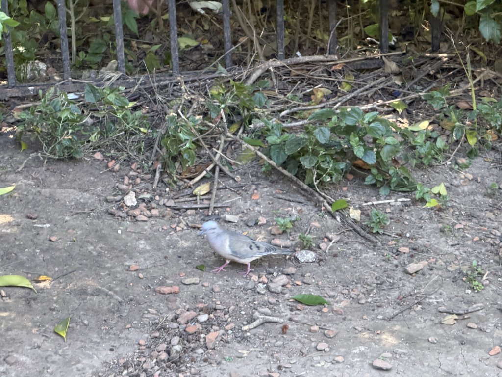 [紐約馬之行-59] 2025_1114 卡洛斯·泰斯植物園-上_2953907