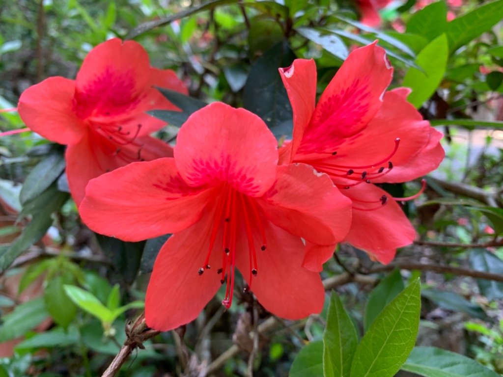 谷關七雄老六～白毛山_562498