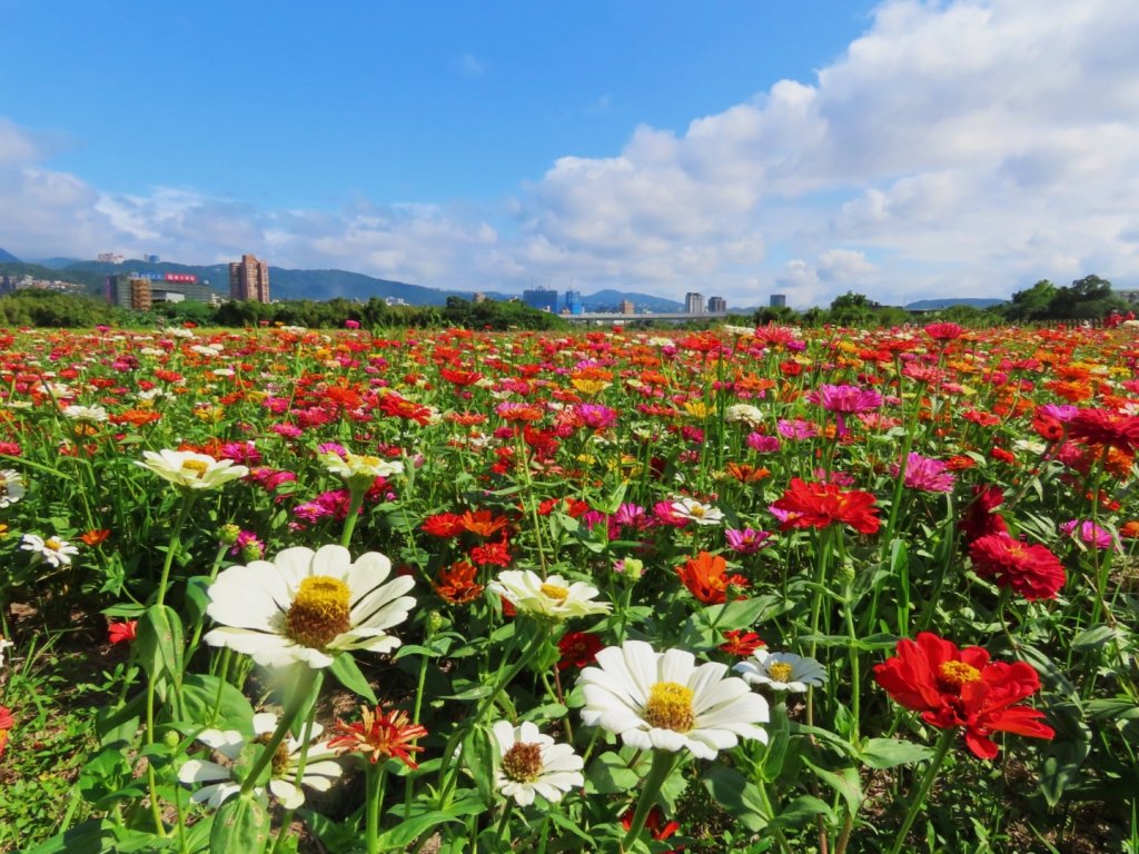 ［一日2大花海］（關渡花海+延平花海）（2023/11/15）_2352888