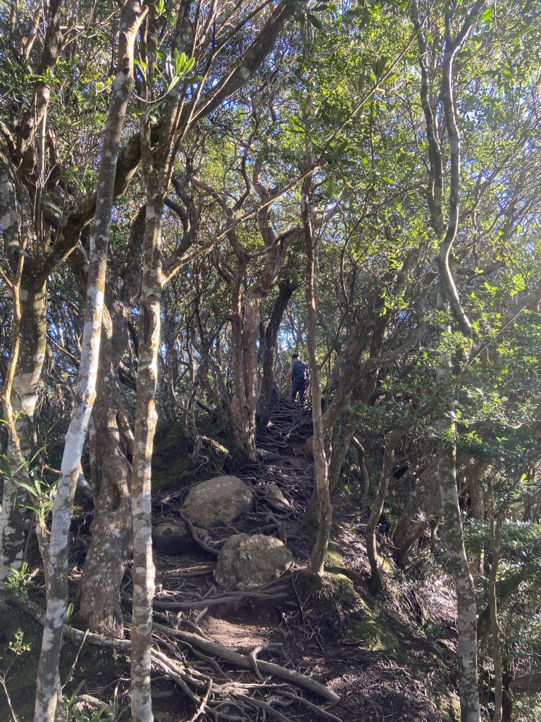 114.11.16 北得拉曼追黃金山毛櫸_2937868