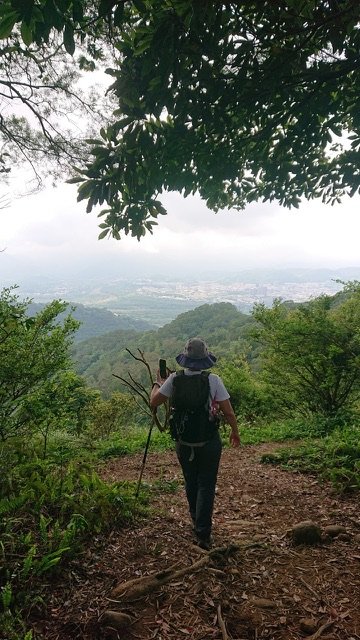 飛鳳山、中坑山、大阪根、賞血藤花O走_2542569