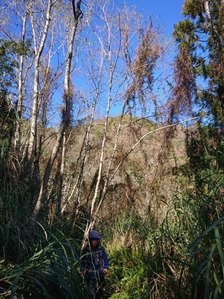 水漾森林、鹿屈山O走_2461717