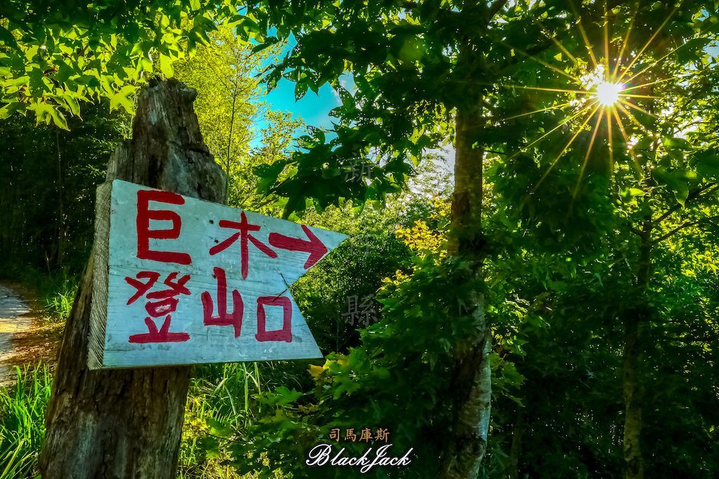 司馬庫斯神木群步道_389679