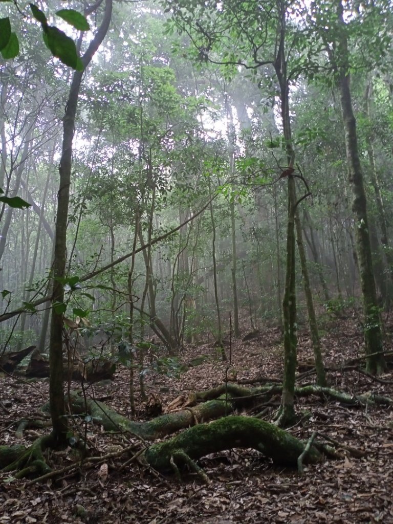 【谷關七熊,山林美境尋寶趣】屋我尾山步道_1108297