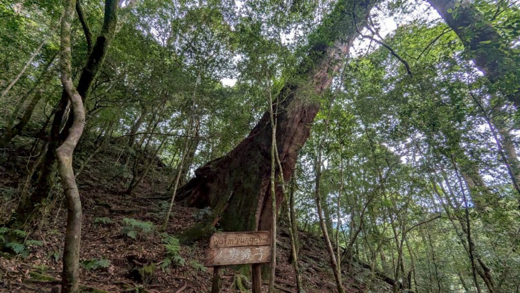 鎮西堡巨木步道群 (B區)_2861146