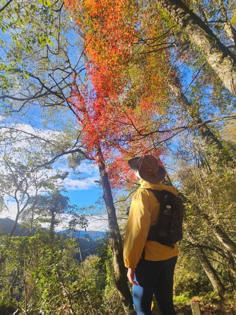 霞喀羅古道全線解鎖（石鹿到養老）_2961037