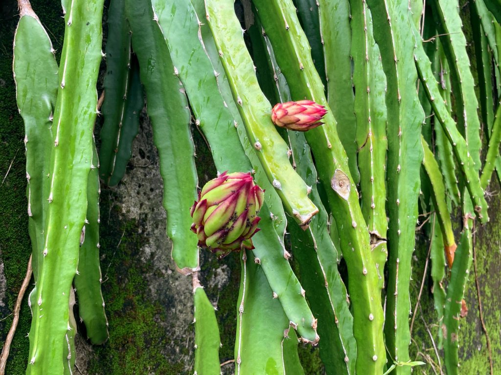 阿罩霧山_2600910