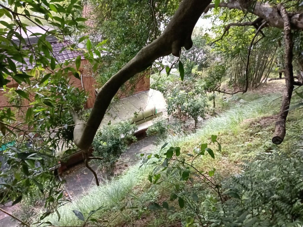 雙溪區東內平林山+上平林山+平林山去回_2952550