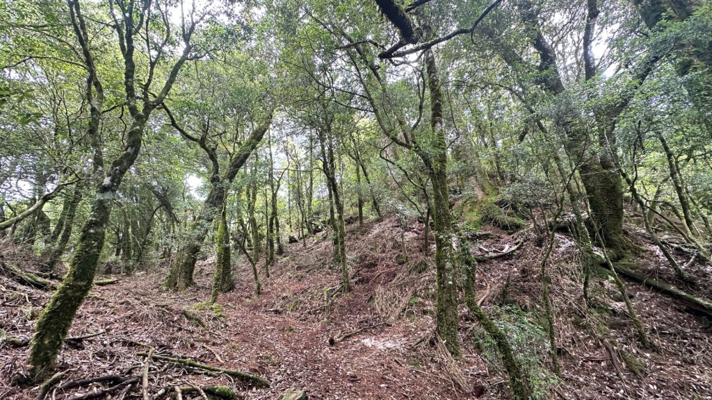 觀雪縱走_2836075