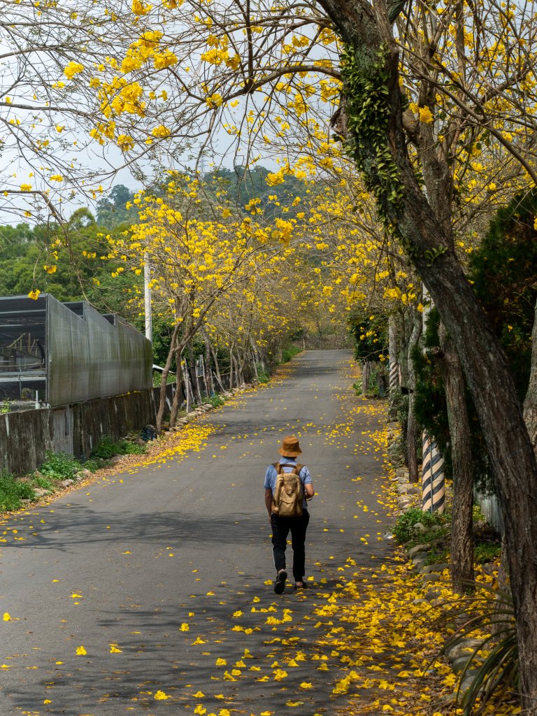 坑內坑森林步道—風鈴木_1645676