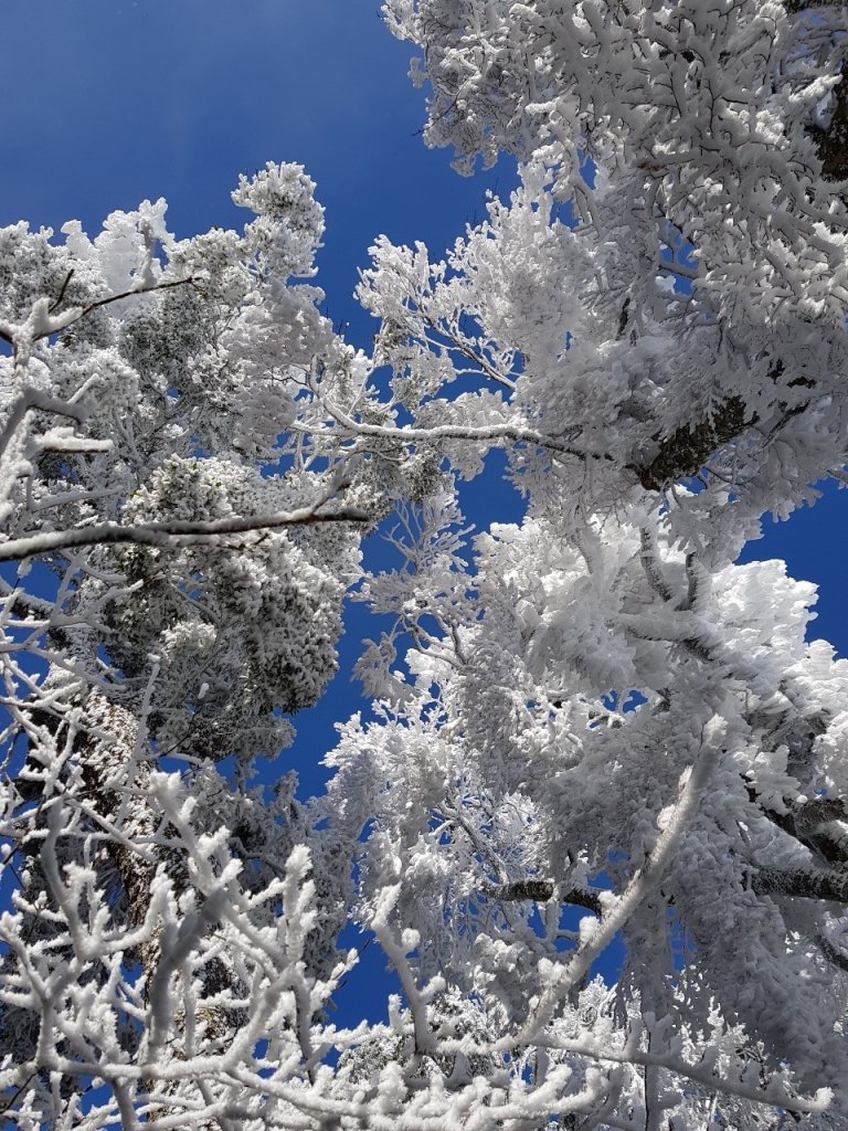 美呆了~雪白內鳥嘴山_1253421