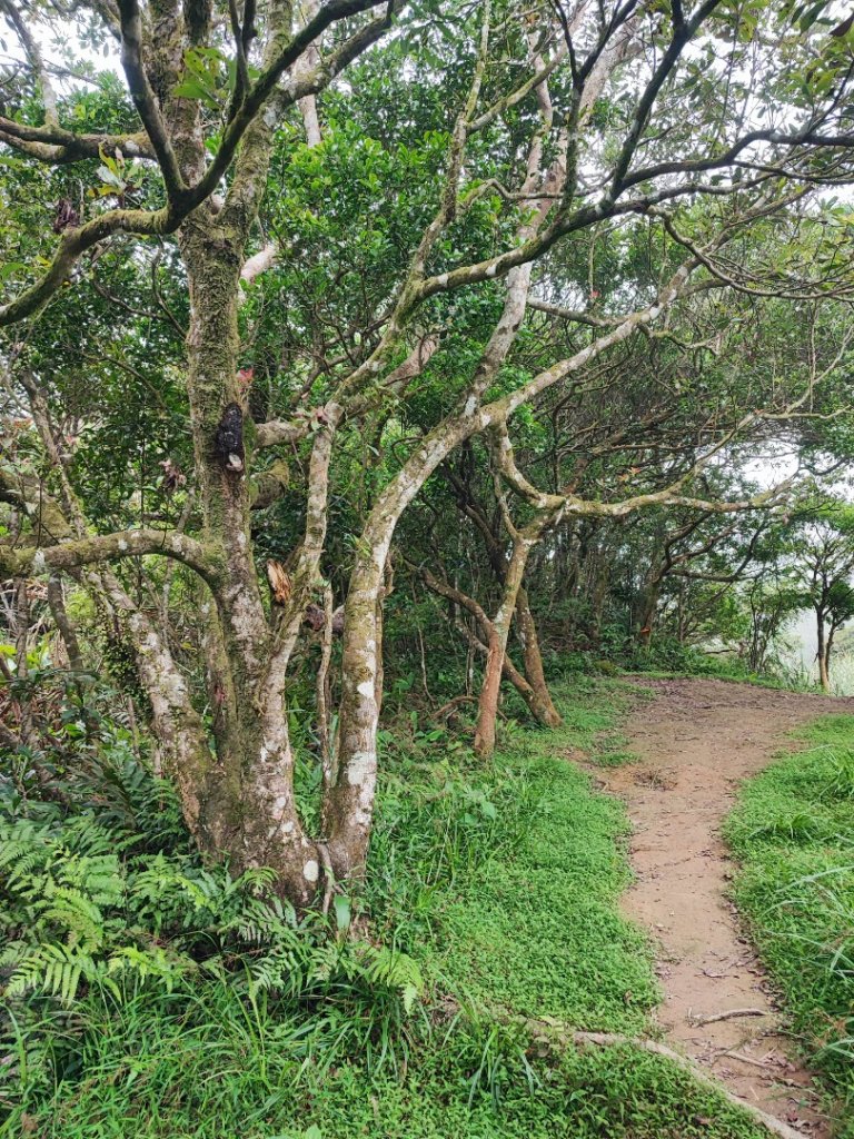 鵲子山-小百岳#84-宜蘭縣礁溪鄉_2248857