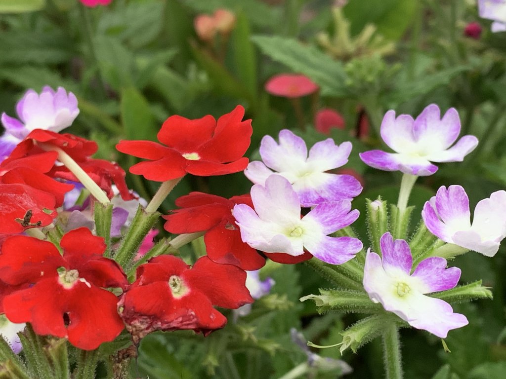 20250426苗栗火炎山_2772993