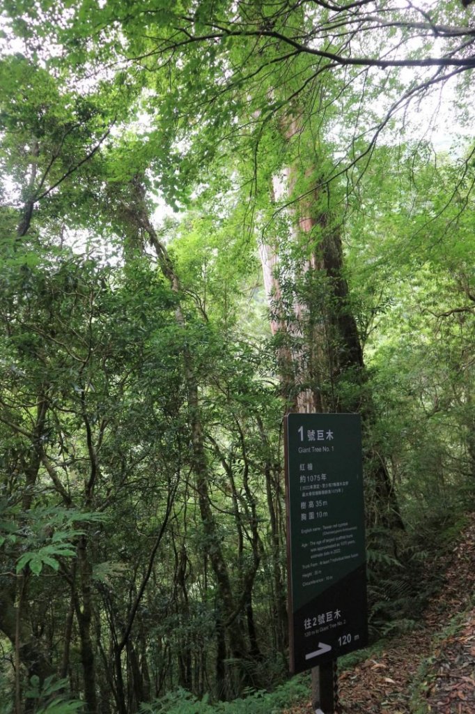 〔桃園復興〕拉拉山巨木，史詩級魔幻森林，75公頃紅檜 扁柏森林浴_2236966