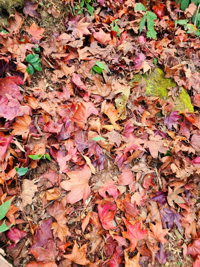 小百岳集起來-馬那邦山_2181249