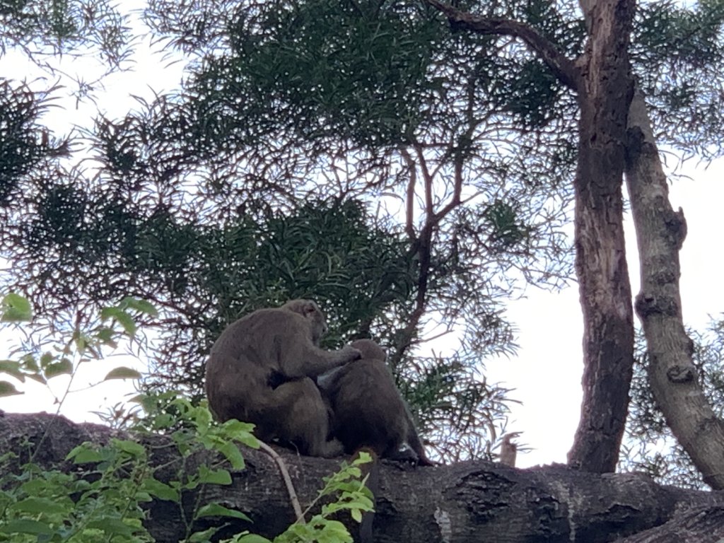 20251010高雄尾寮山-西北峰_2913632