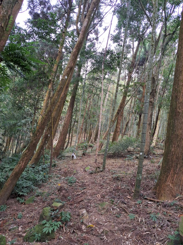 線浸林道四座山(樟湖山、半天窟山、線浸山、馬路麻山)_1995491