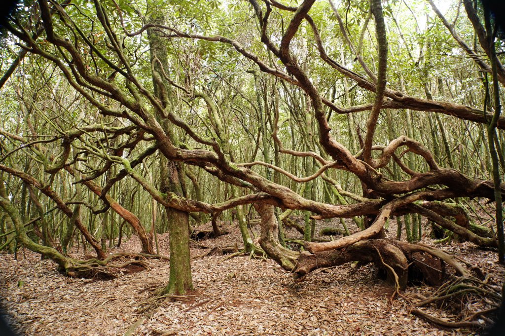 臺中 和平 橫嶺山、沙蓮山、笛吹山_2974937