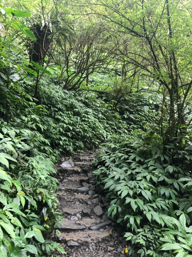 療癒系抹茶山，小百岳三角崙山，五峰旗瀑布_1029848