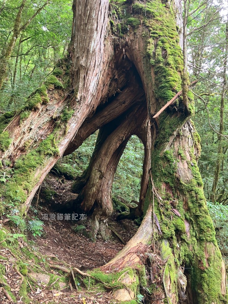 【佐米縱走】走進迷霧森林尋找千歲神木，參加一場巨木群的盛宴_2888769
